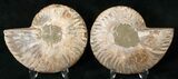 Polished Ammonite Pair - Million Years #17683-1